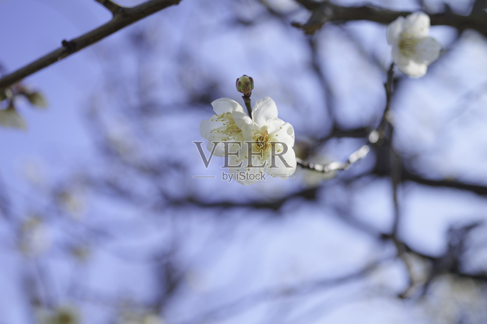 春风中梅花轻轻摇曳照片摄影图片