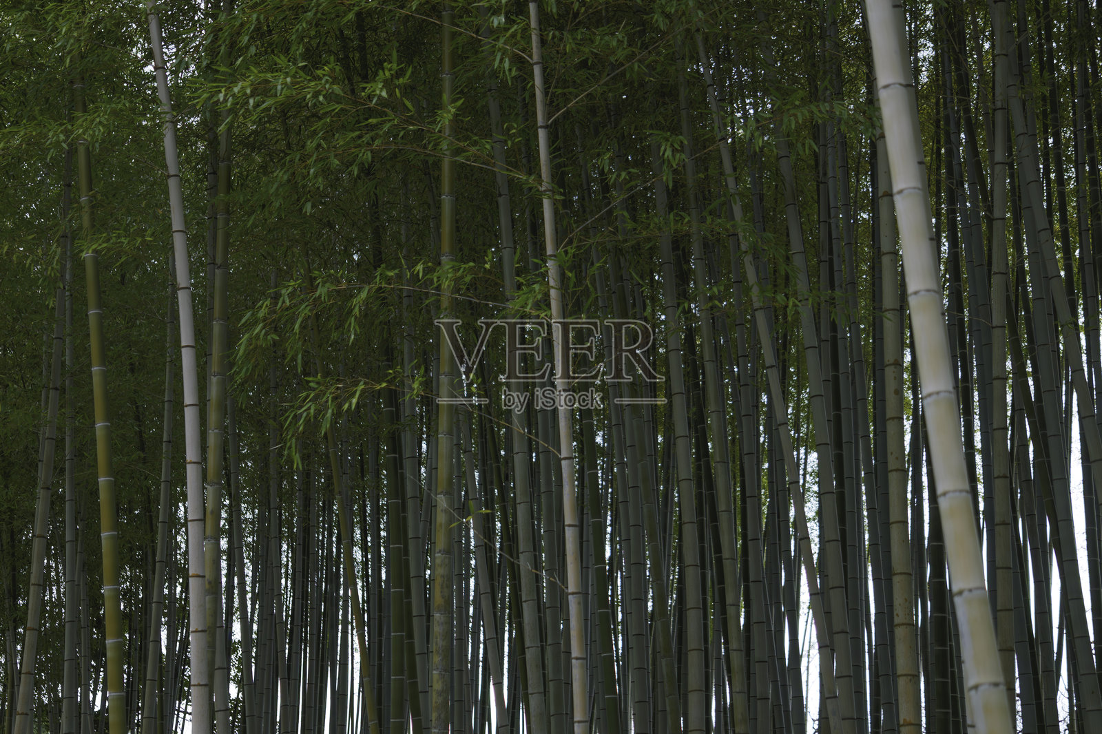 竹林的环境生态图像照片摄影图片