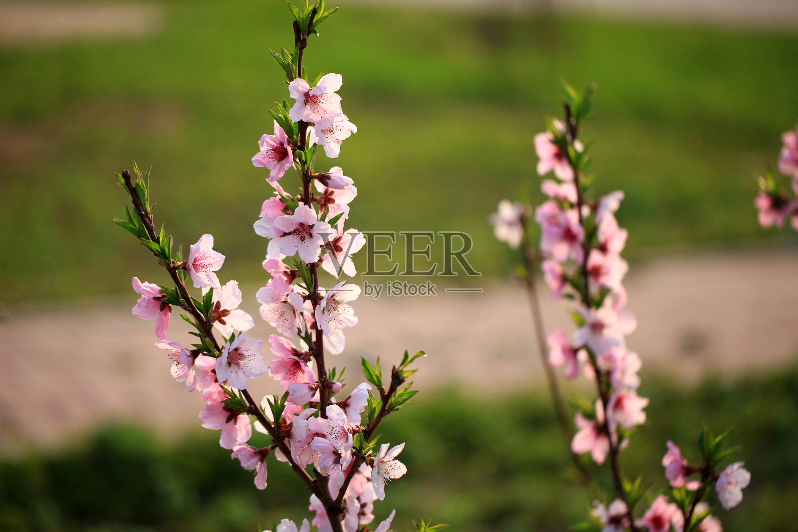 梅树开花，桃花盛开照片摄影图片