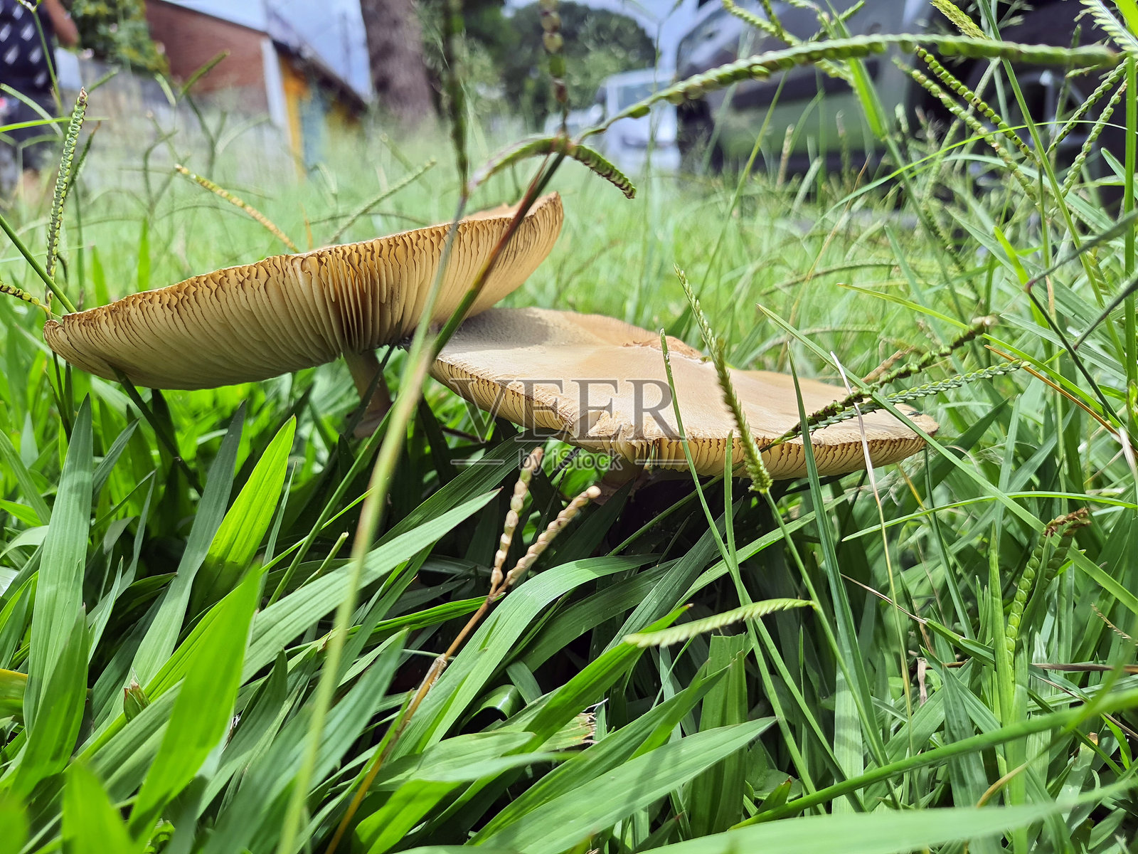 绿色草地上的白色蘑菇照片摄影图片