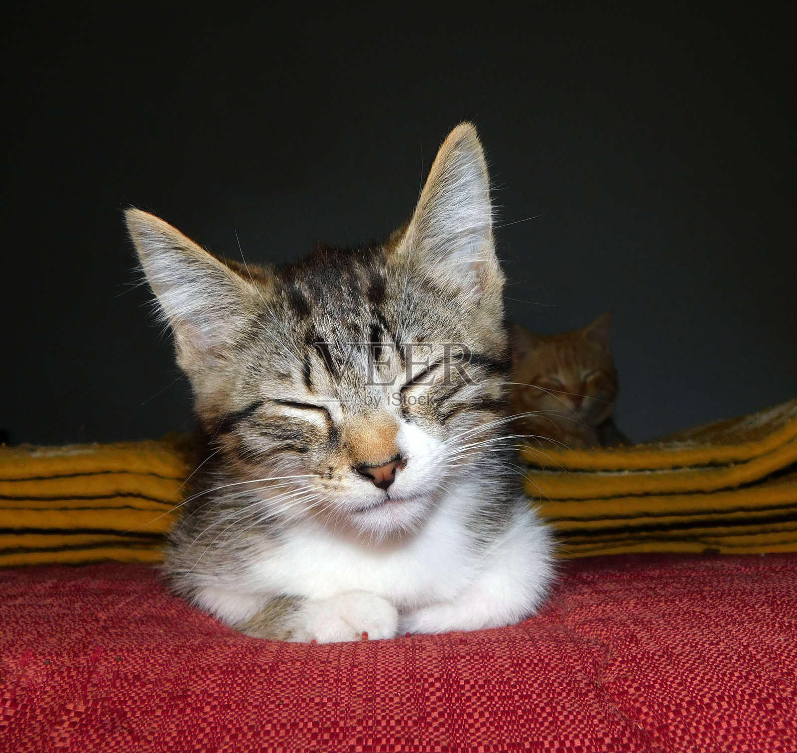 小猫特写照片摄影图片