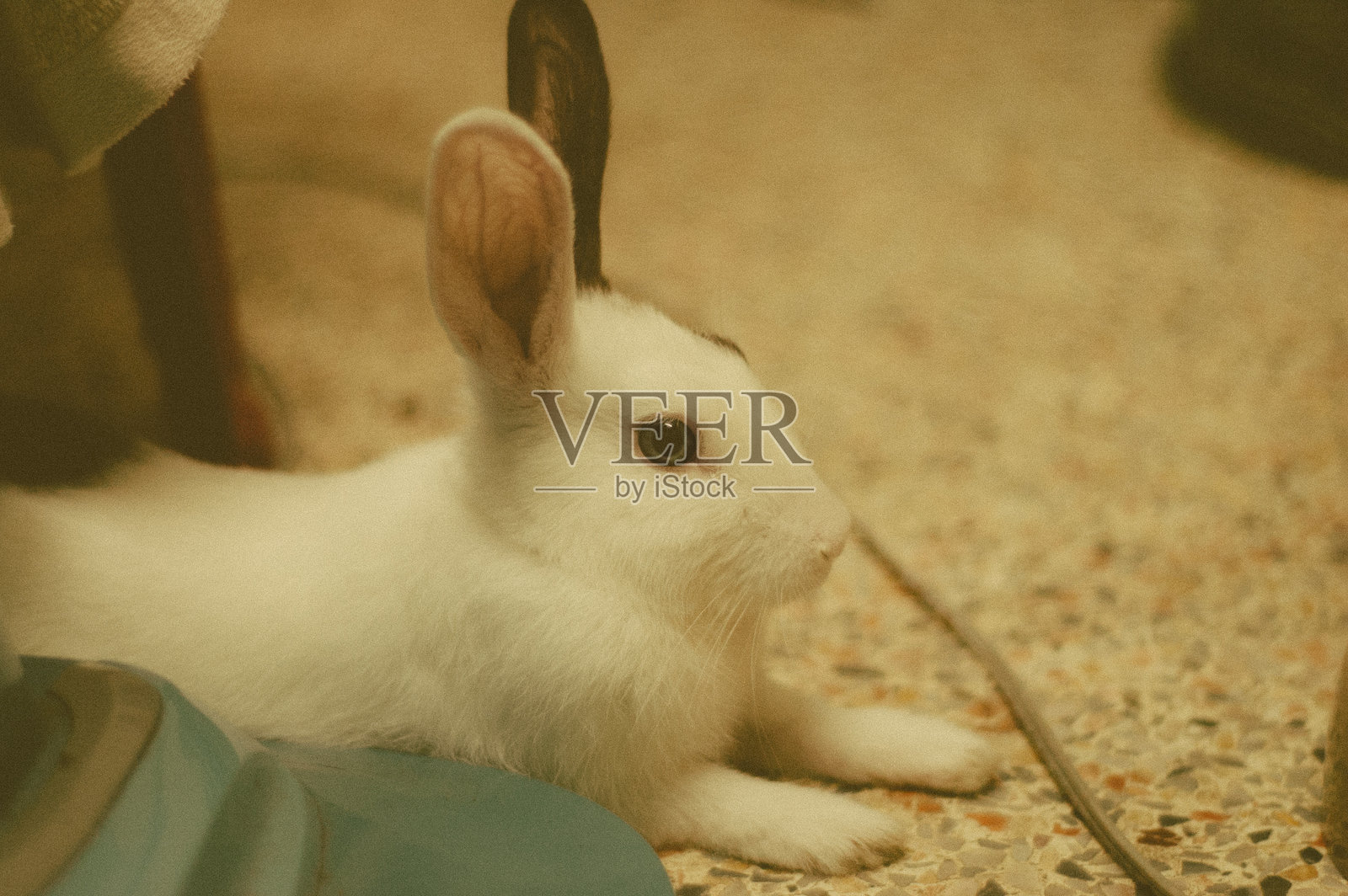 白棕色兔子照片摄影图片