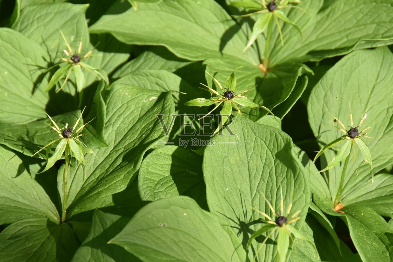 巴黎四叶草植物照片摄影图片