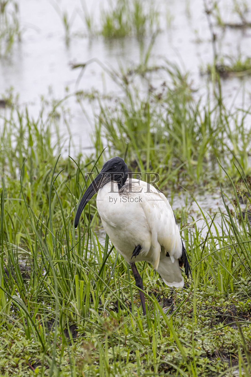 坦桑尼亚东非恩戈罗恩戈罗火山口的野生动物 safari照片摄影图片