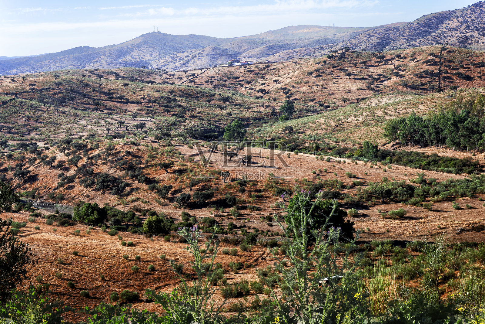 布尔吉略斯的瓦尔韦尔德田野照片摄影图片