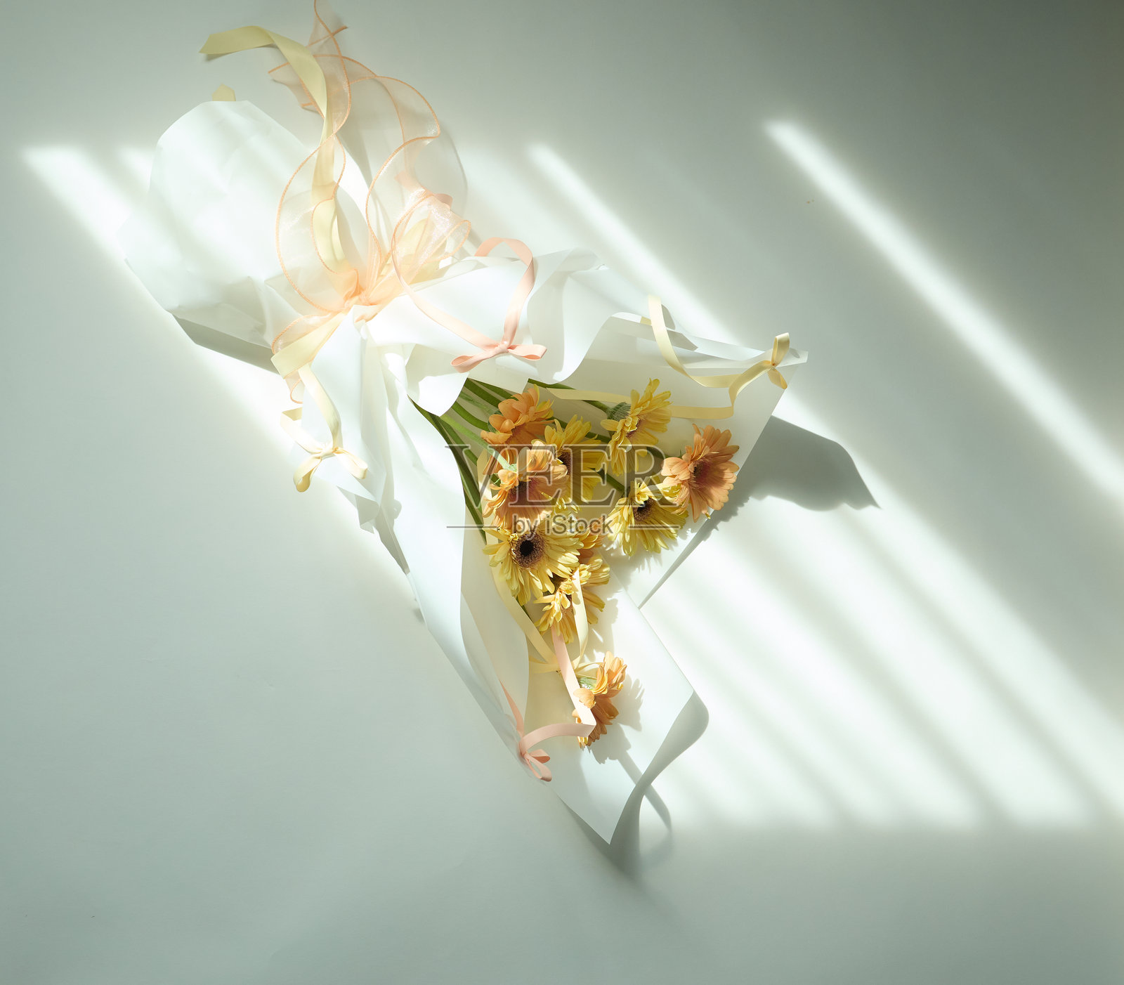 阳光和阴影下的白色背景上的非洲菊花照片摄影图片