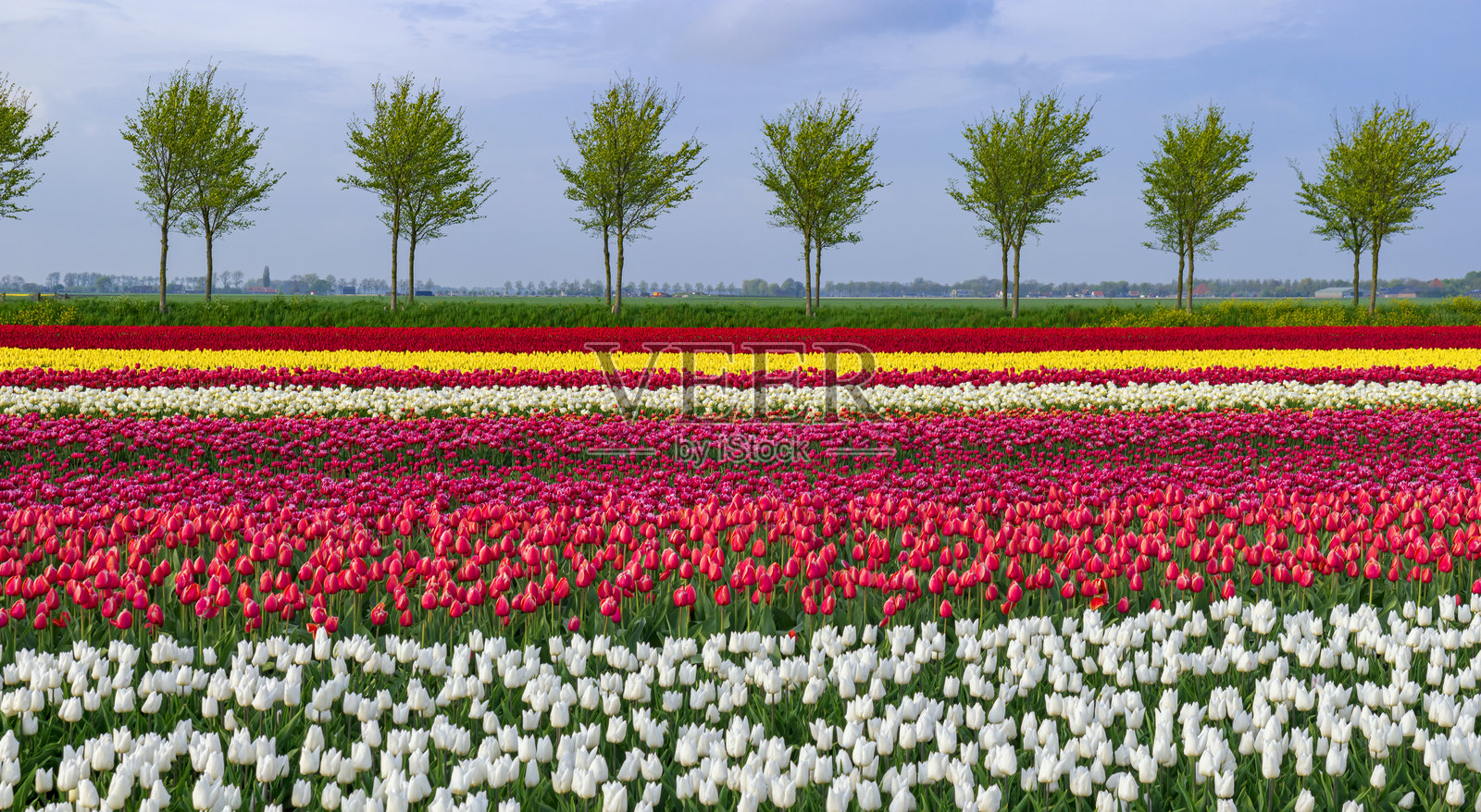 荷兰色彩斑斓的郁金香田与旁边的树木照片摄影图片