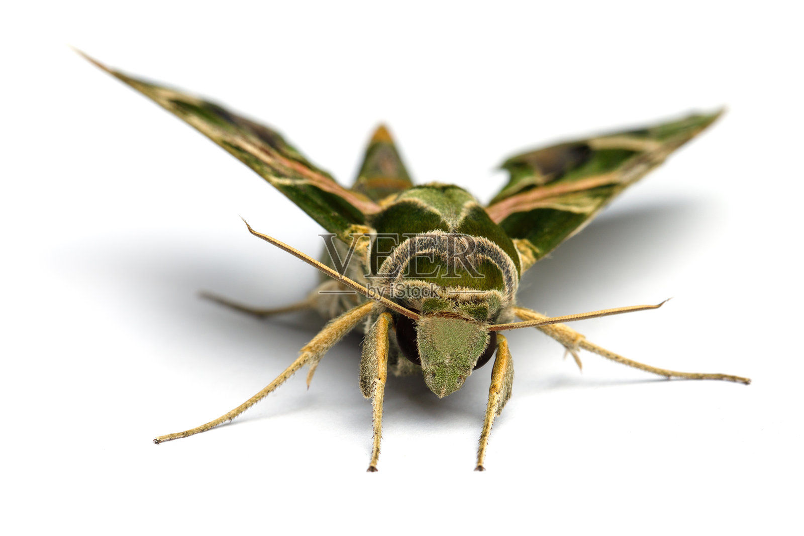 白色背景下孤立的夹竹桃蝶（Daphnis nerii）或军绿色蛾的特写照片照片摄影图片