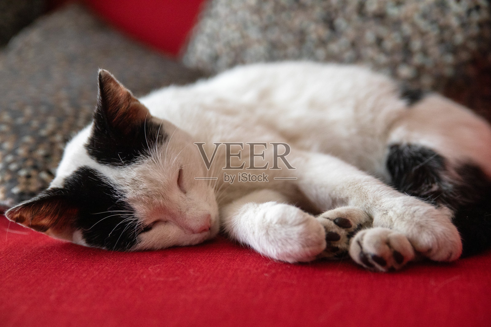 可爱的黑白猫安静地蜷缩在红色沙发上睡觉照片摄影图片