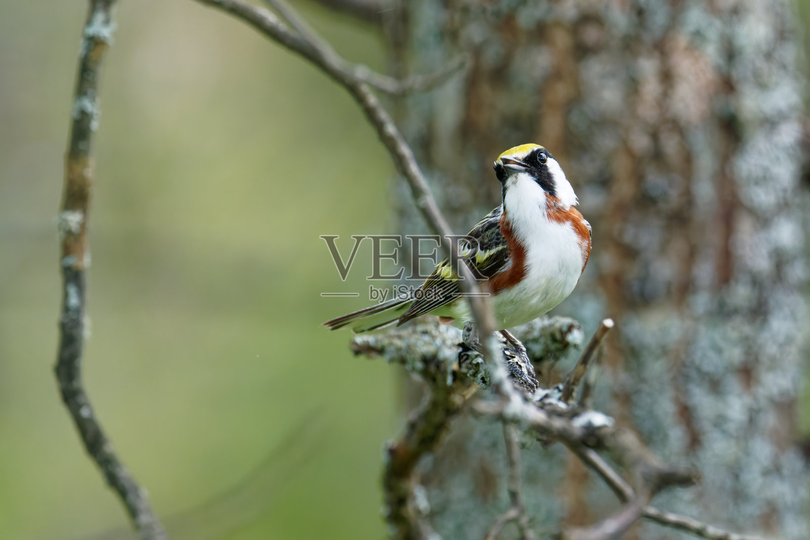 栗侧莺照片摄影图片