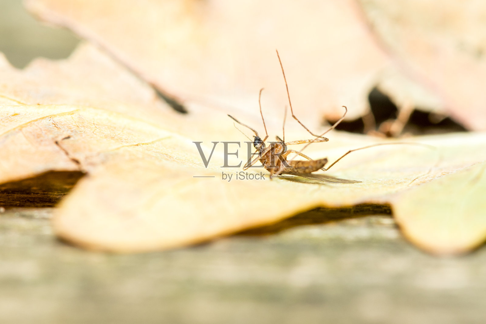 阳光下叶子上的死蚊子照片摄影图片
