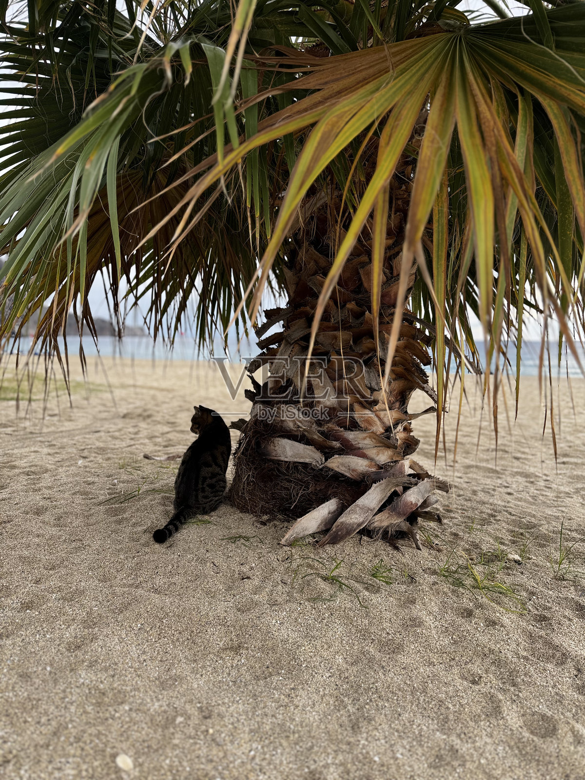 迷人的猫脸照片摄影图片