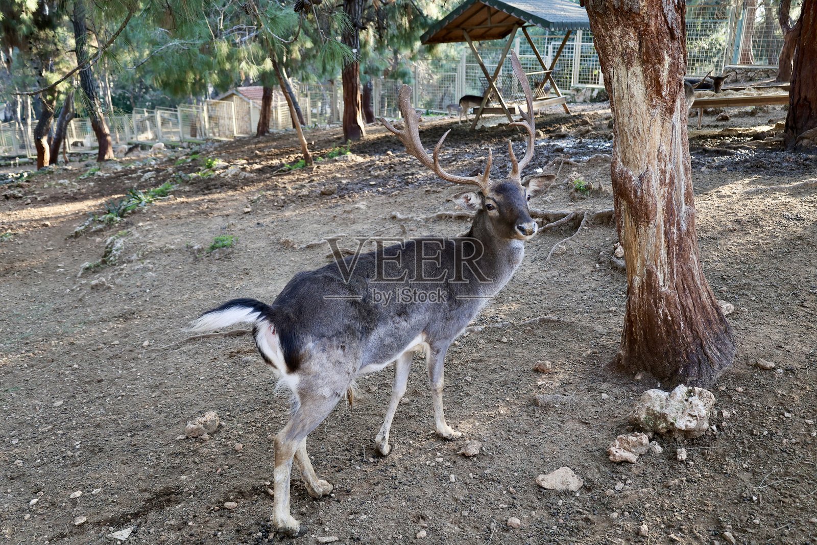 鹿在森林中觅食照片摄影图片