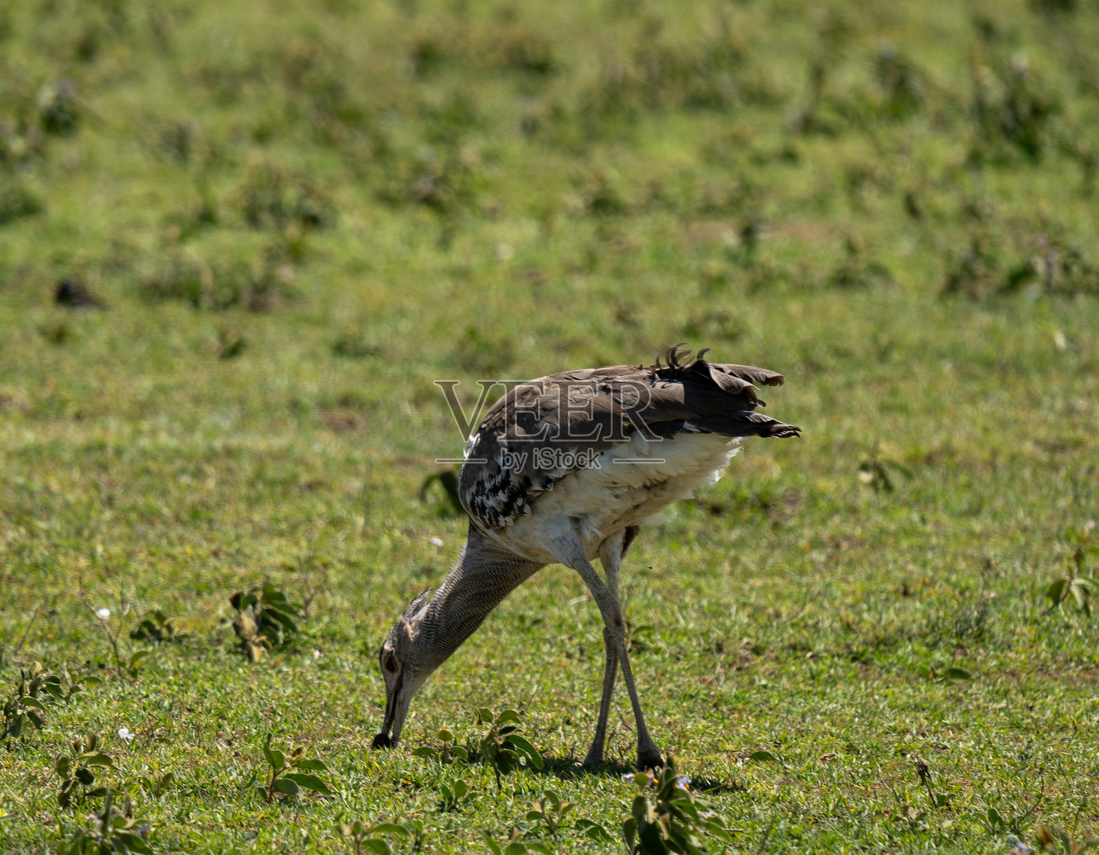 科里大鸨在草原上觅食照片摄影图片