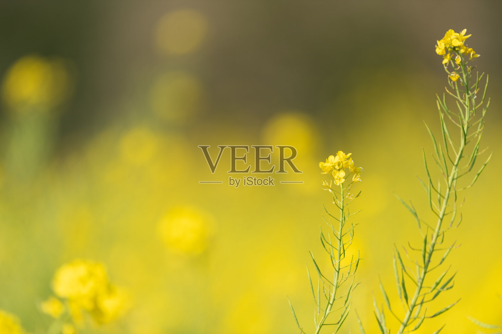 一片盛开的油菜花田照片摄影图片