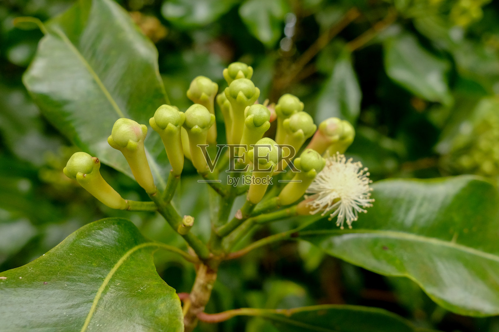 丁香准备收获照片摄影图片