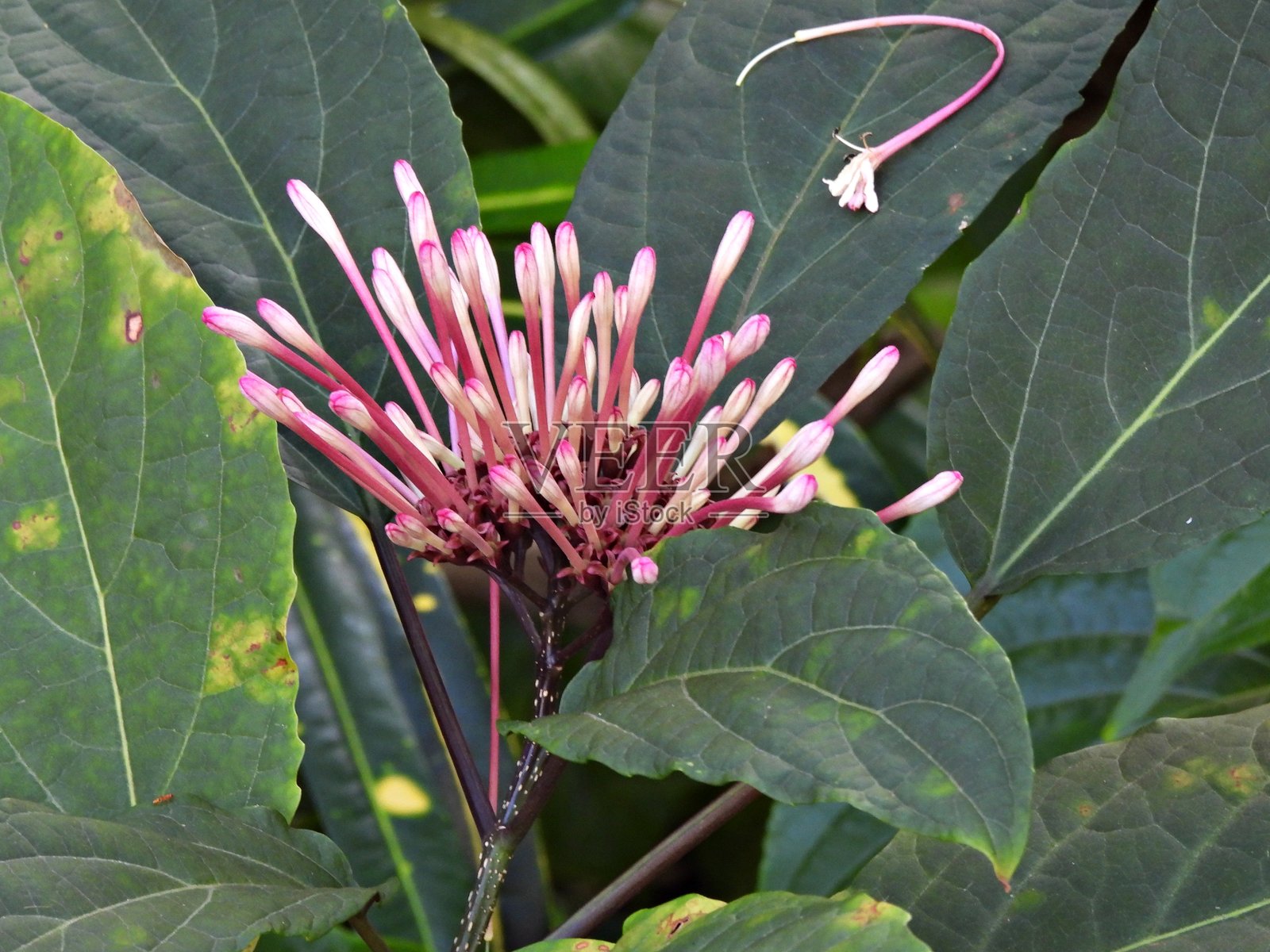 星爆灌木（四室青） - 花朵簇生照片摄影图片