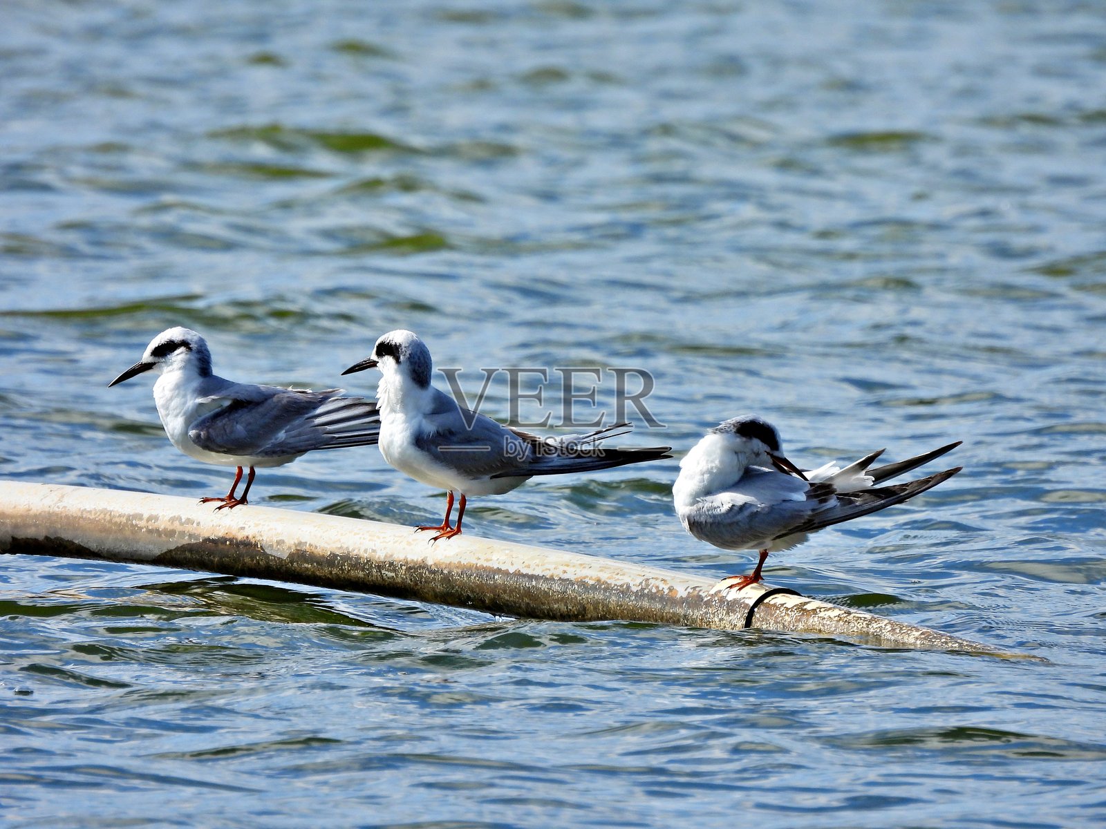 福斯特燕鸥（Sterna forsteri）栖息在湖中的一根管道上照片摄影图片