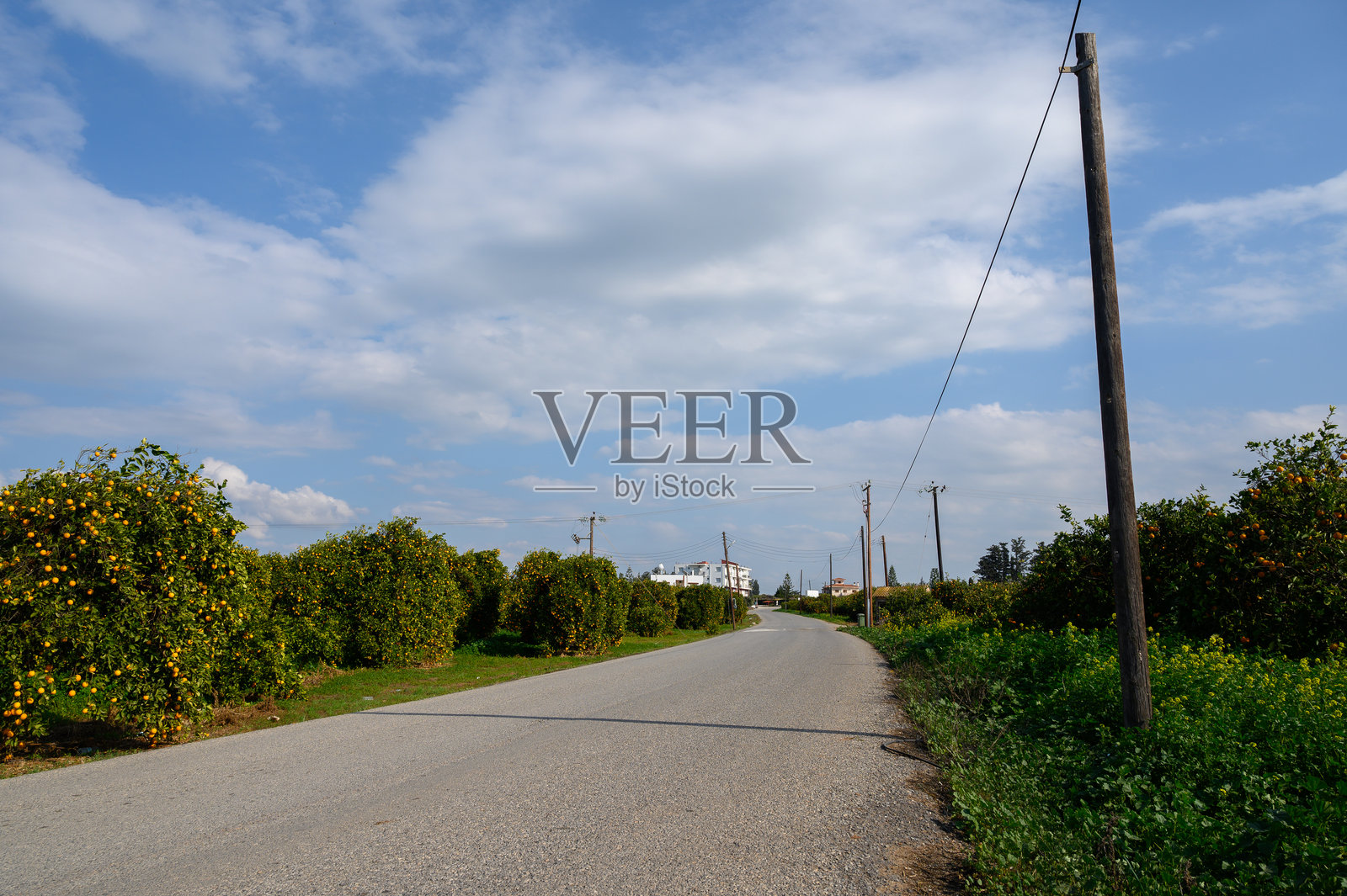 在广阔的蓝天下，探索一条宁静的乡村道路，两旁种满了果树。照片摄影图片