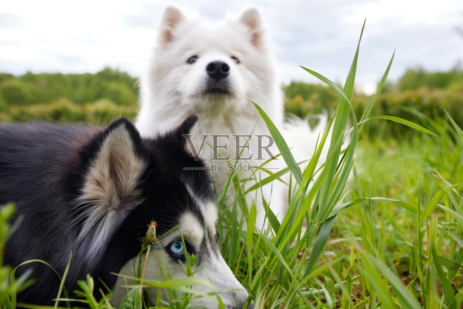 两只毛茸茸的纯种狗:一只白色的萨摩耶北极斯皮兹和一只黑白相间的西伯利亚哈士奇躺在绿色的夏日草坪上，草丛和鲜花之间。狗是人的宠物、朋友和伴侣。照片摄影图片
