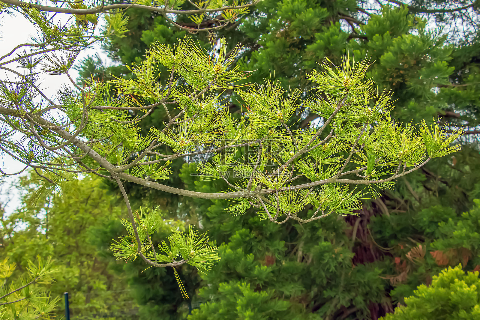 油松植物，大乔木。生长在北美东北地区。适合种植在花园和景观设计。照片摄影图片