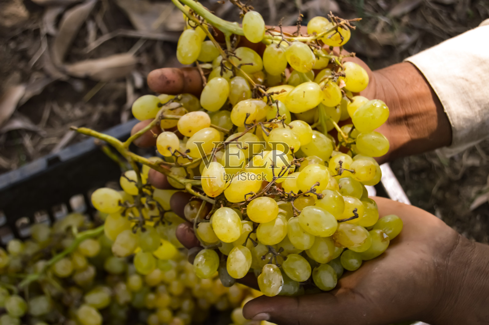 葡萄园挂在树枝上的葡萄特写。葡萄藤上挂着一串又甜又香的白葡萄。绿葡萄在藤上，浅景深。准备收割的葡萄枝。有选择性的重点。照片摄影图片
