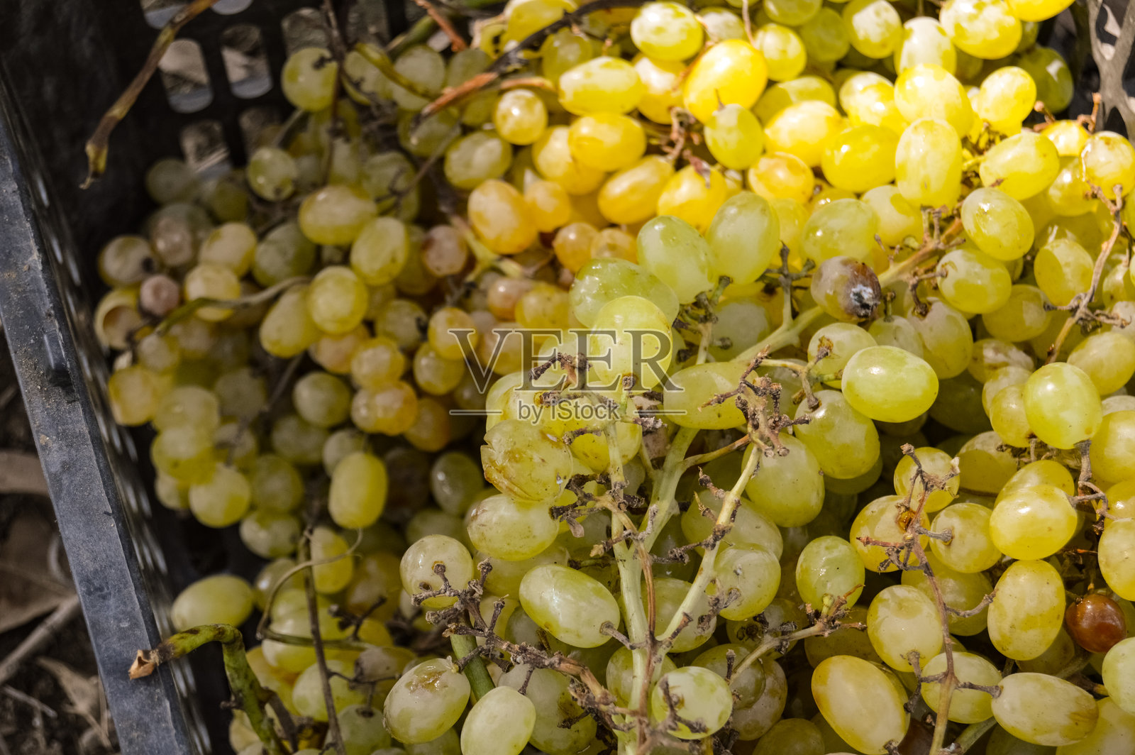 葡萄园挂在树枝上的葡萄特写。葡萄藤上挂着一串又甜又香的白葡萄。绿葡萄在藤上，浅景深。准备收割的葡萄枝。有选择性的重点。照片摄影图片