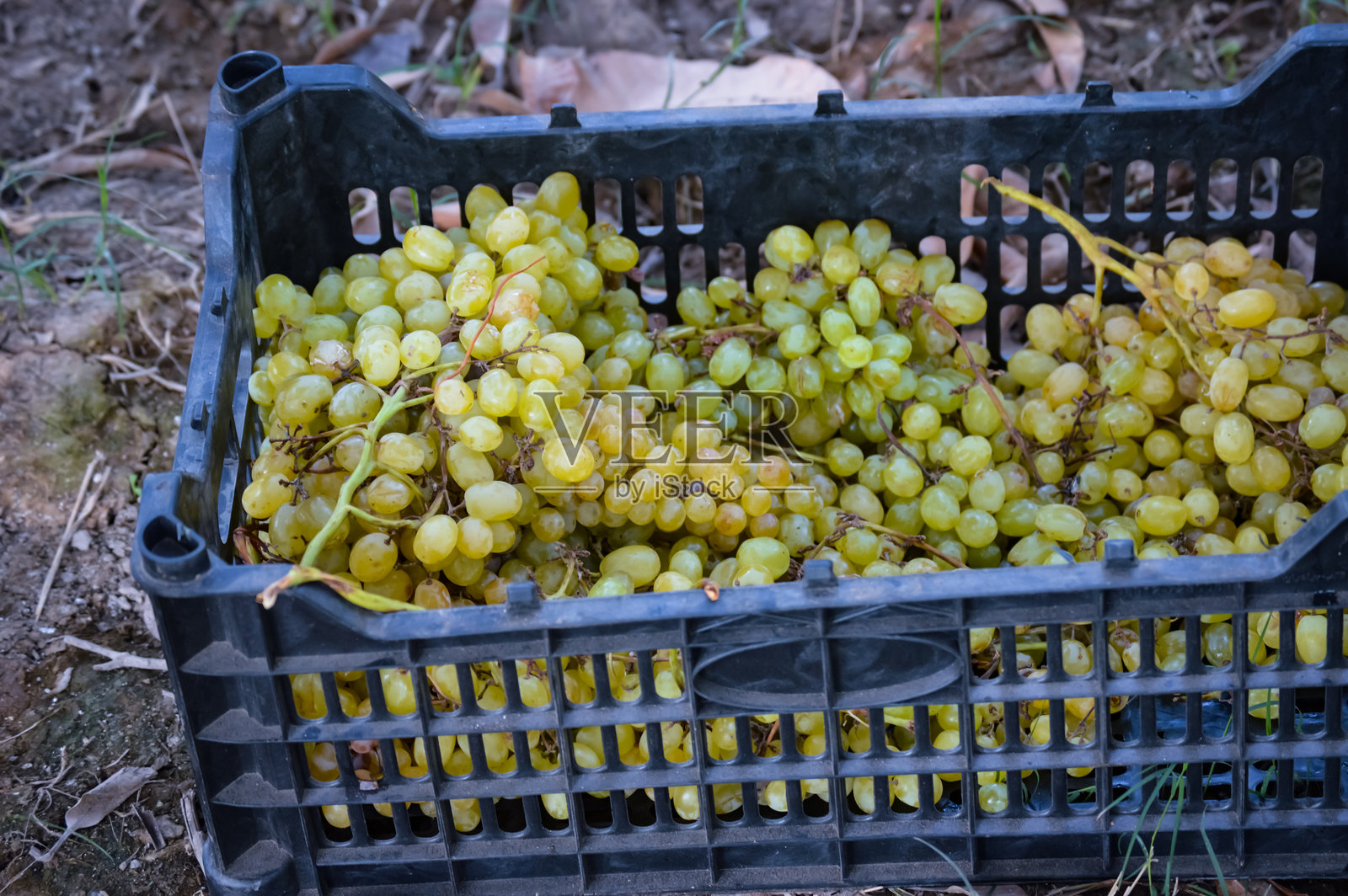 葡萄园挂在树枝上的葡萄特写。葡萄藤上挂着一串又甜又香的白葡萄。绿葡萄在藤上，浅景深。准备收割的葡萄枝。有选择性的重点。照片摄影图片