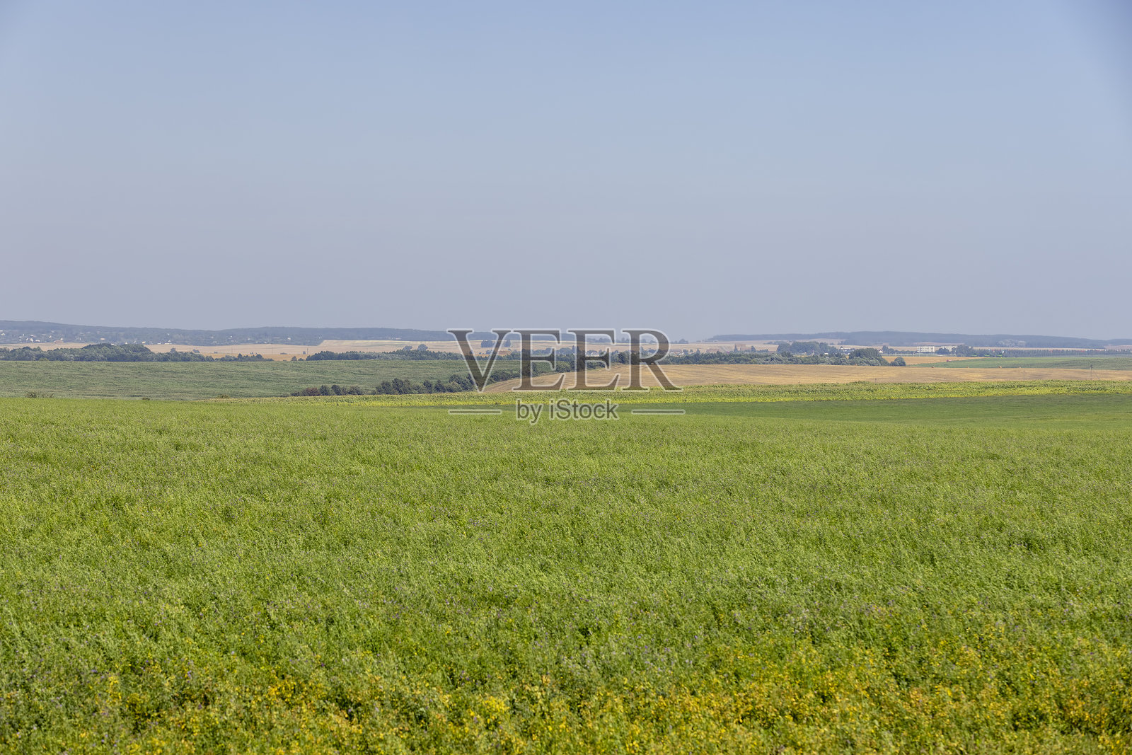 草场上有绿色的草和植物，可作畜牧业照片摄影图片