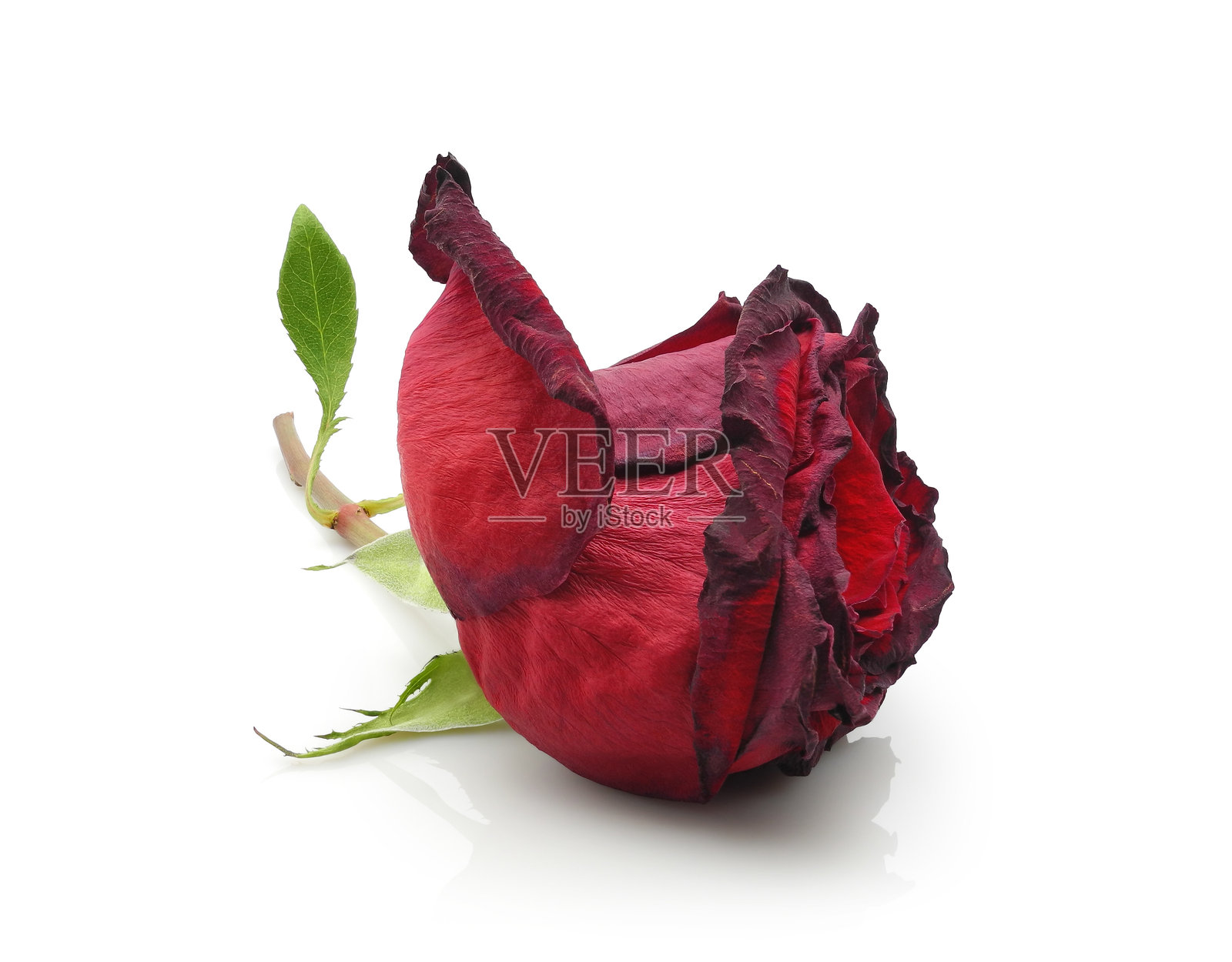 褪色的红色玫瑰花，在白色背景上孤立，象征着离别和孤独照片摄影图片