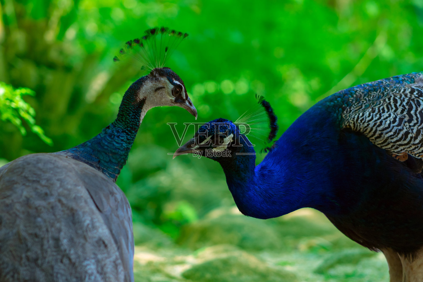 两只可爱的孔雀;男男女女，在模糊的背景上深情地看着对方。照片摄影图片