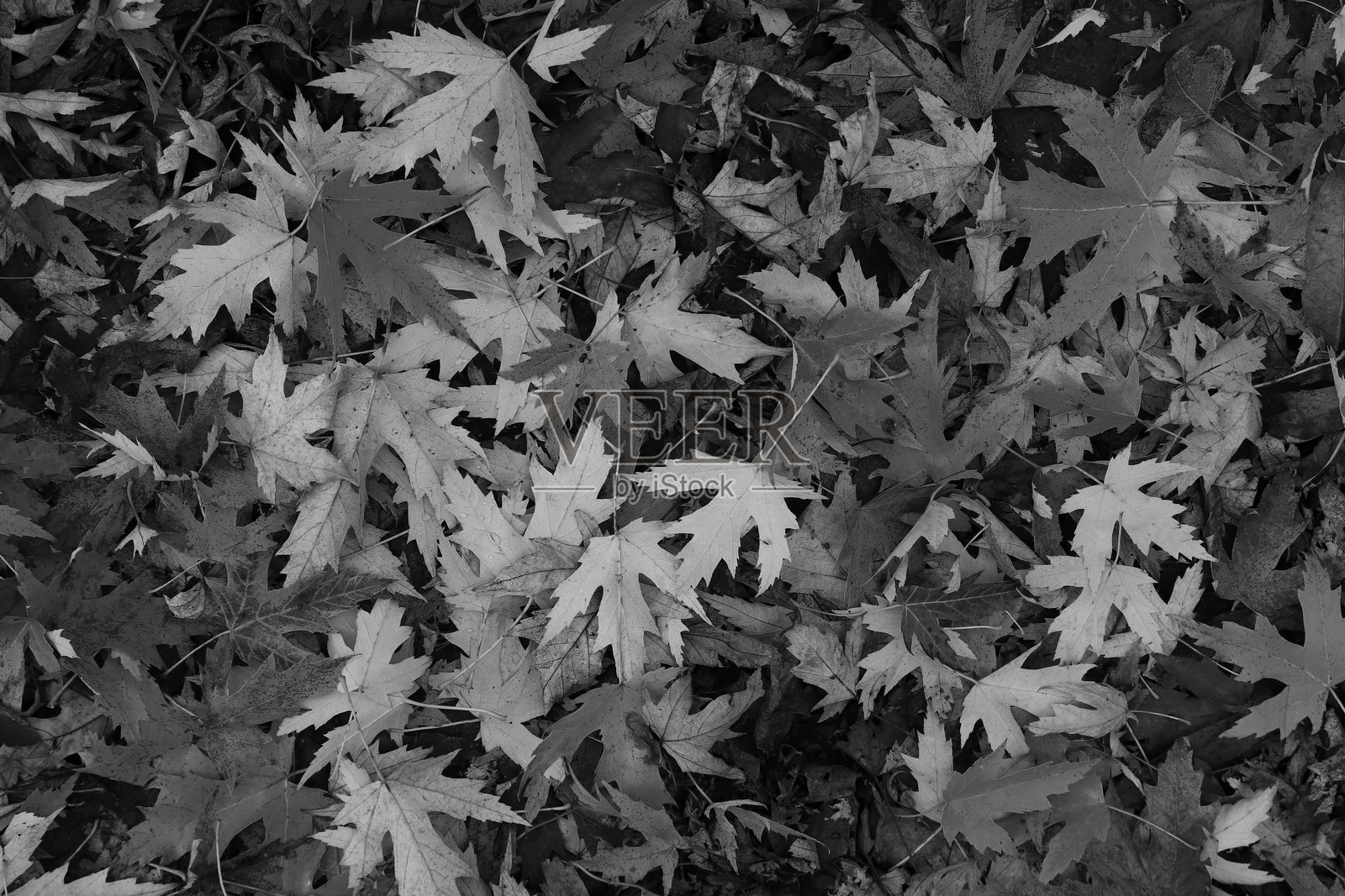 美丽的枫叶在秋天的晴天前景和模糊的背景。黑白照片。照片摄影图片