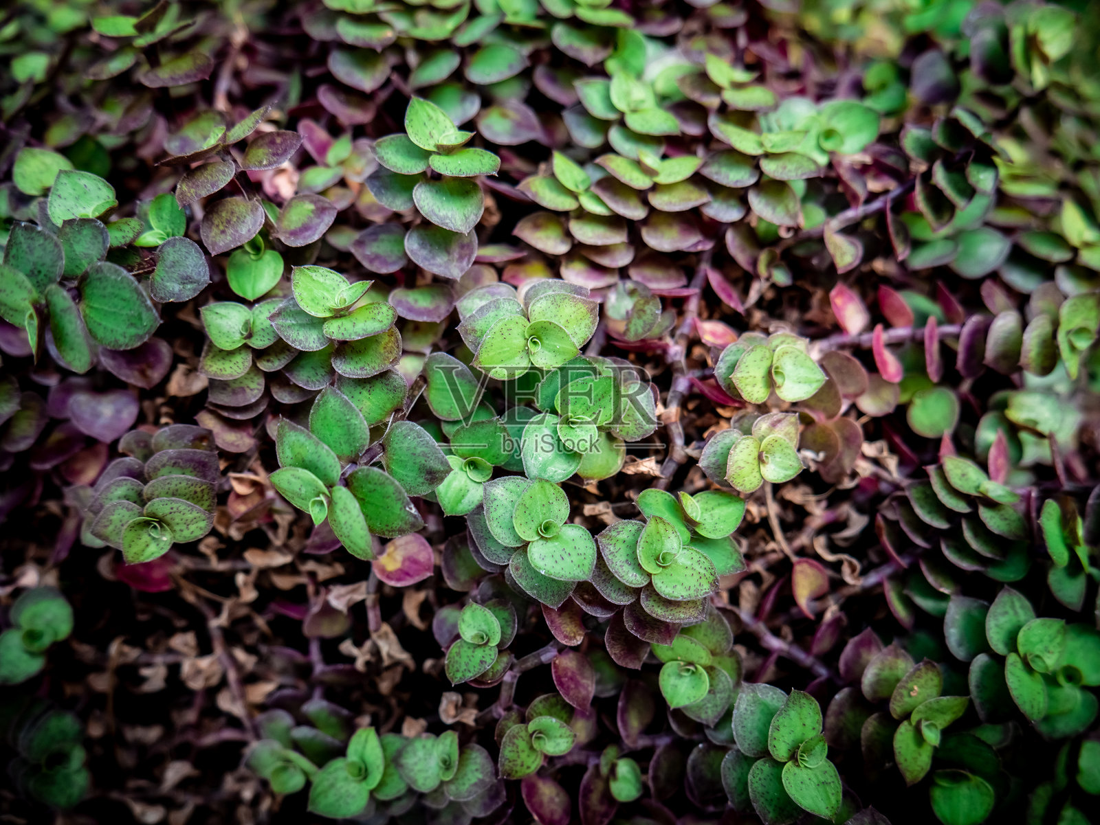 美丽的小植物，绿色和紫色的组合照片摄影图片