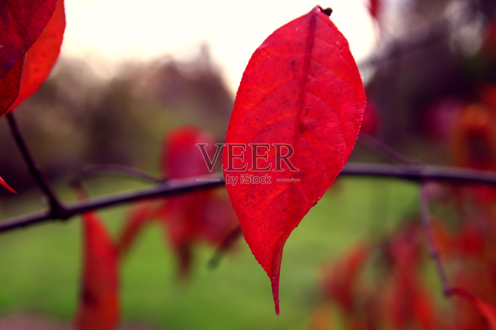 美丽的枫叶在秋天的晴天前景和模糊的背景。照片摄影图片