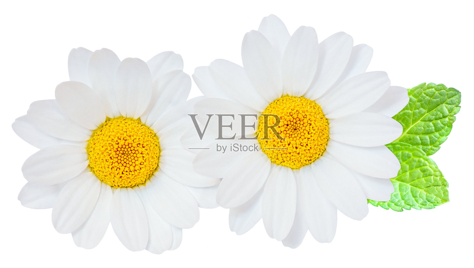 洋甘菊花或甘菊花孤立在白色背景上。雏菊（玛格丽特）花与薄荷叶的特写。包装设计元素照片摄影图片
