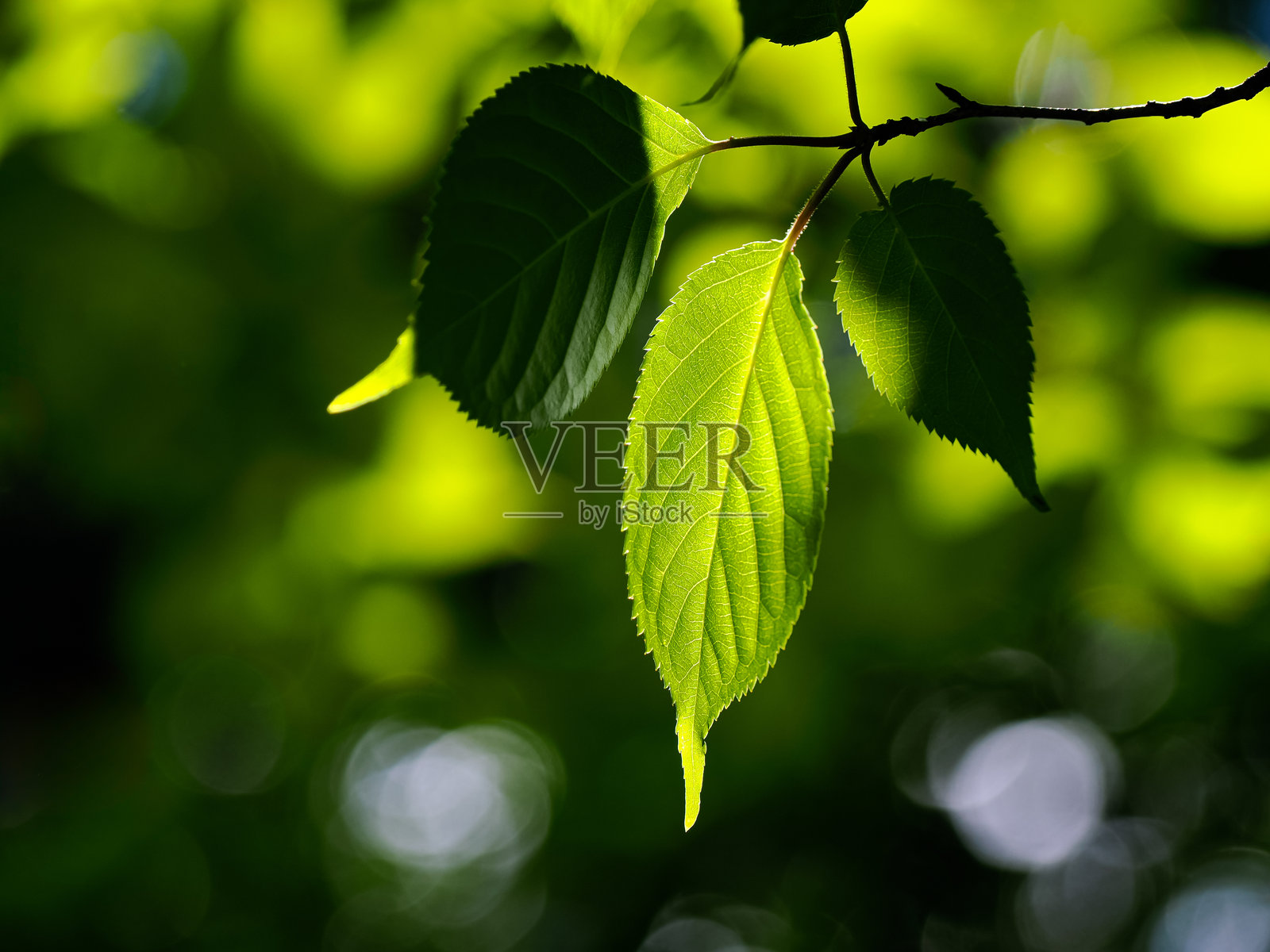 新鲜的绿色叶子和背景照片摄影图片