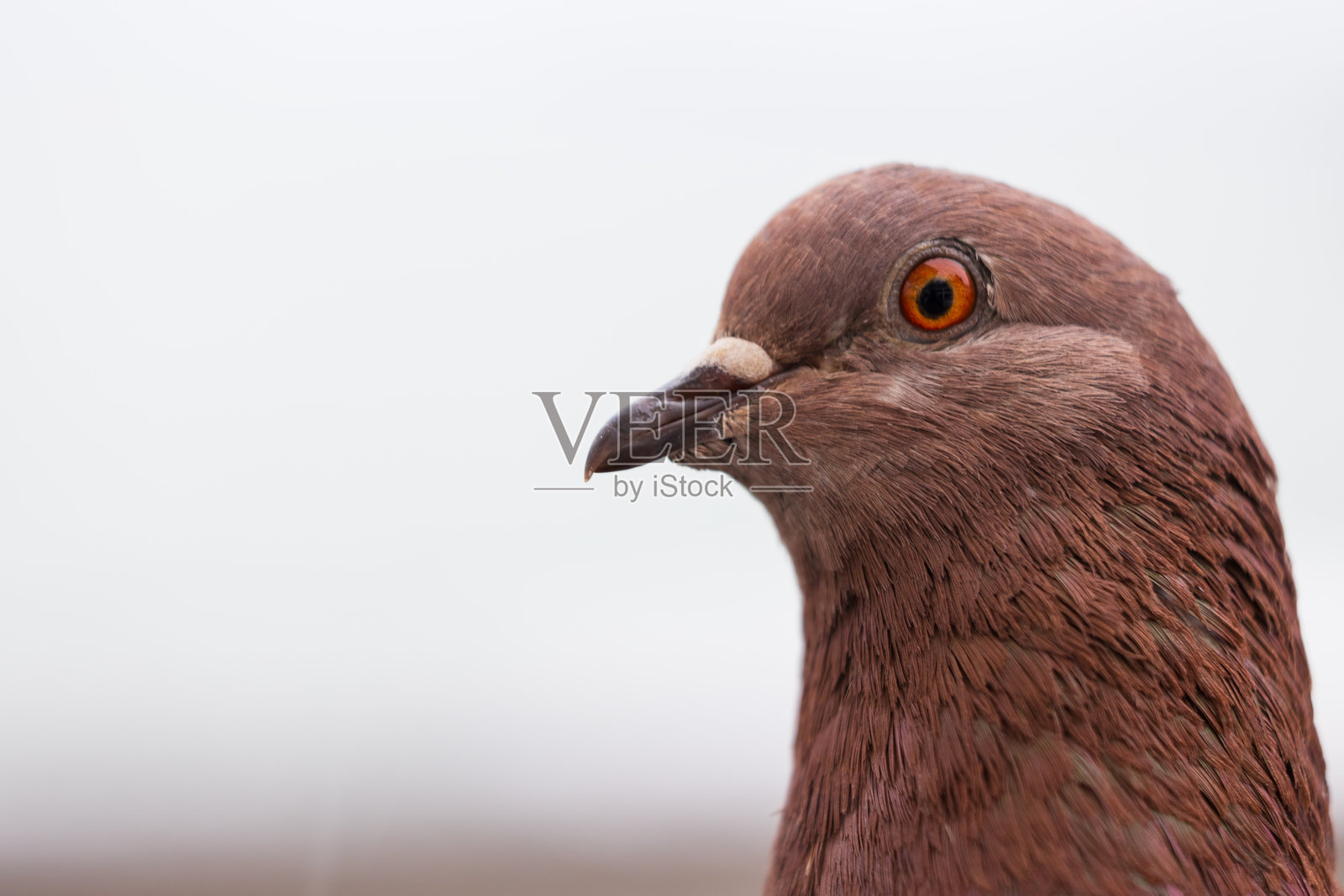 棕色鸽子的肖像照片摄影图片