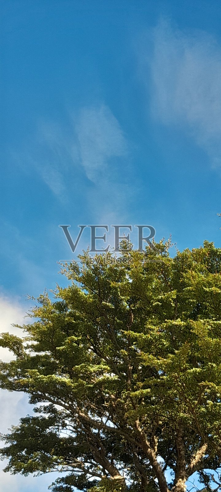 树与蓝天照片摄影图片