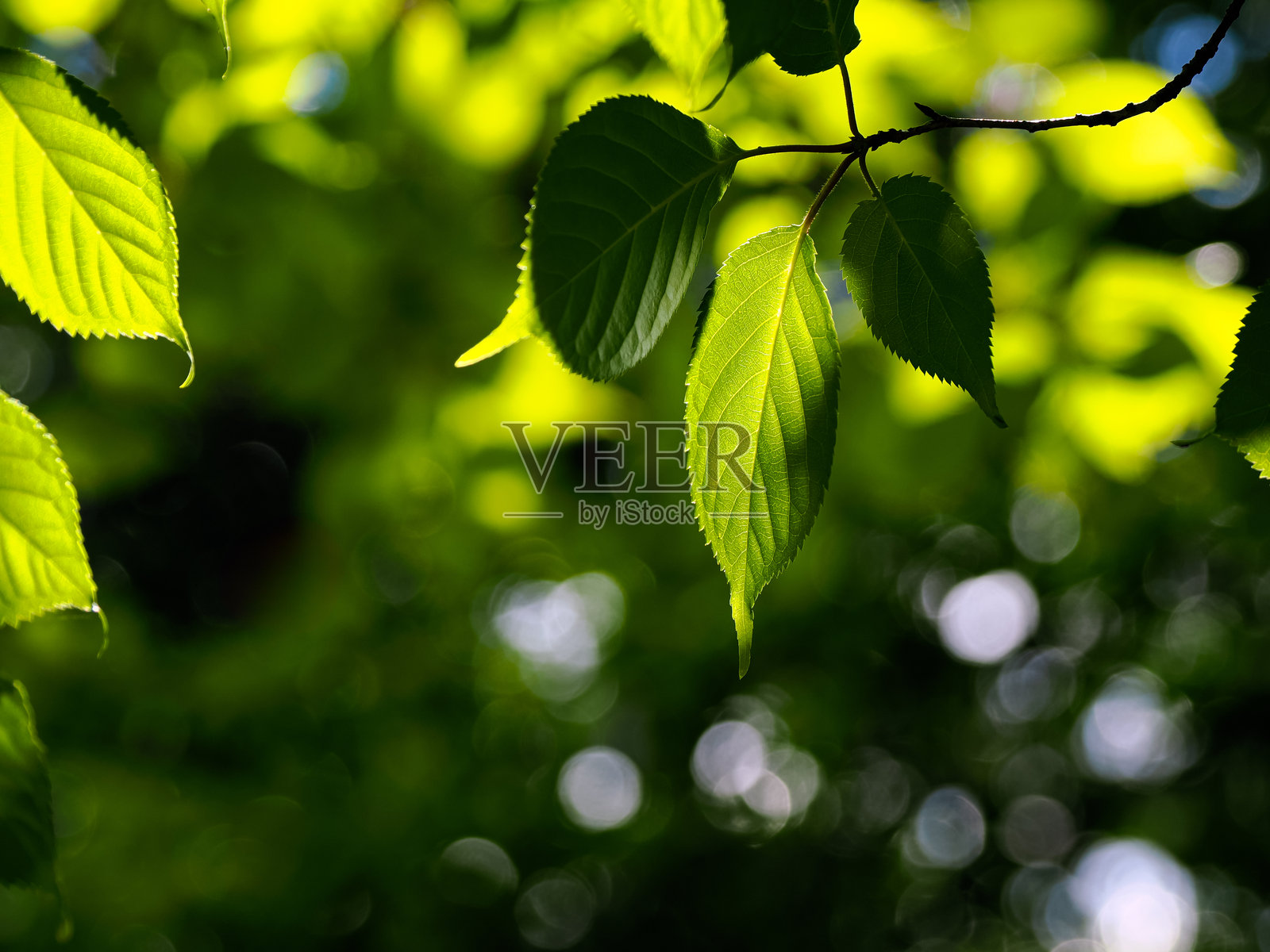 新鲜的绿叶和背景照片摄影图片
