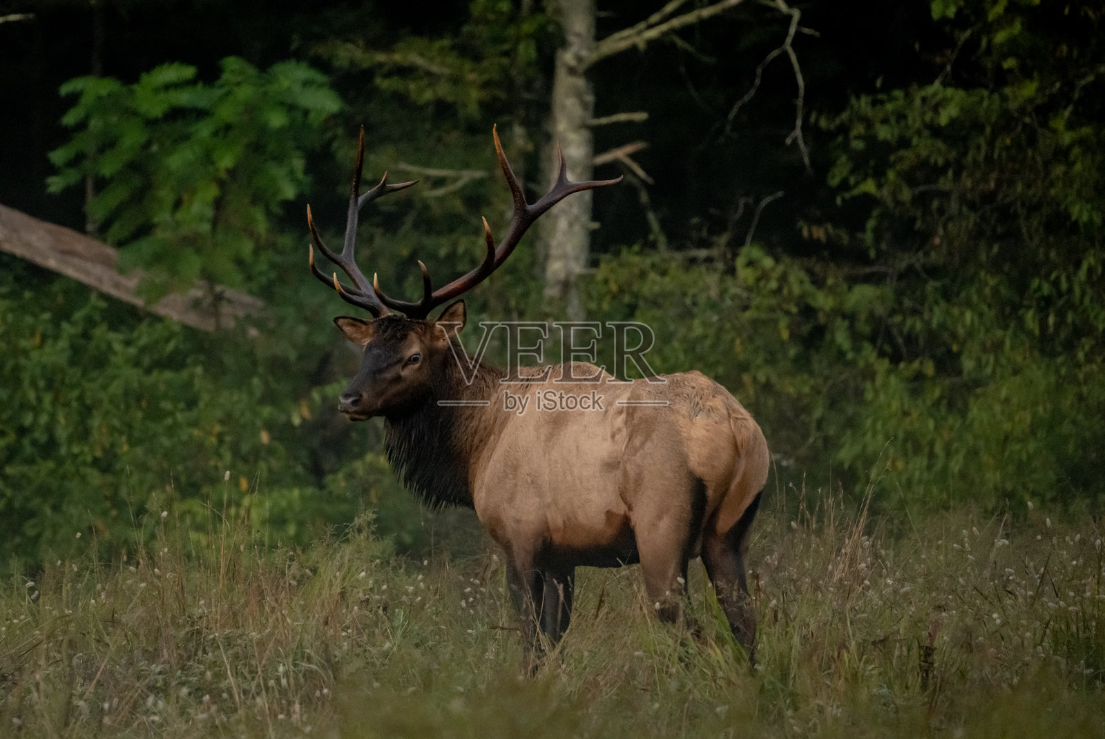 大型公麋鹿的黑色角尖闪耀着明亮的光泽照片摄影图片