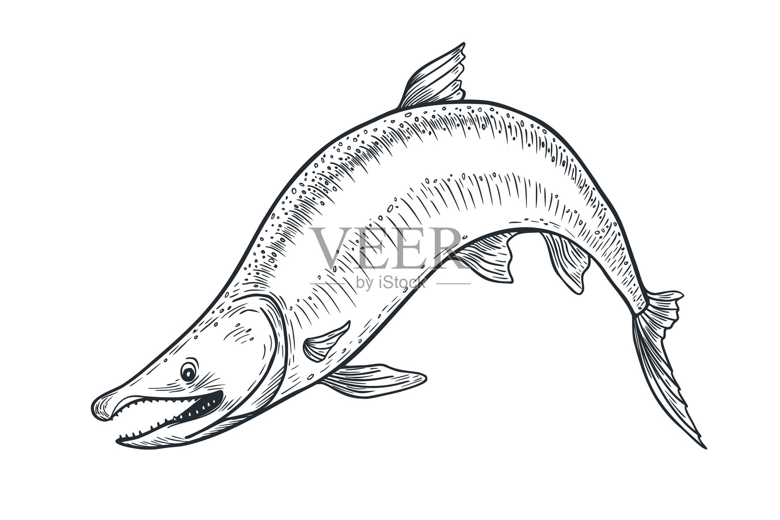 黑白鳟鱼矢量插图。单色鲑鱼手绘素描。尼尔卡海鱼墨水雕刻艺术。红鲑图形绘画。包装、标签、招牌的设计元素。插画图片素材
