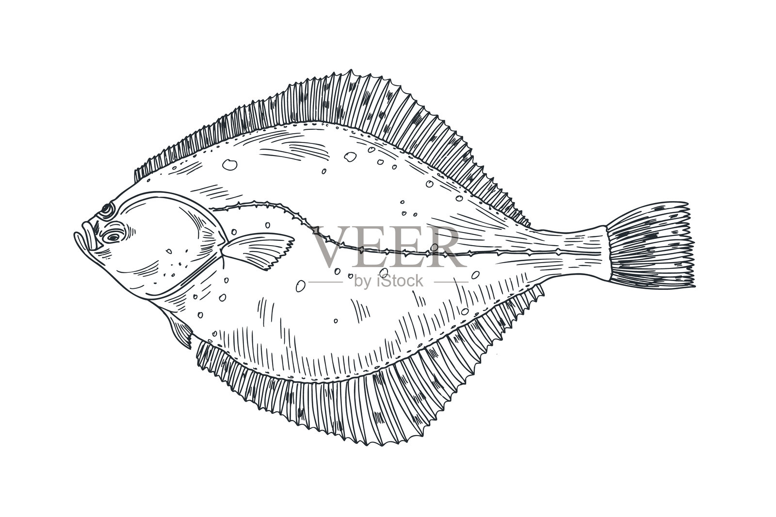 比目鱼黑白矢量插图。比目鱼、比目鱼的雕刻素描手绘。鲽鱼的水彩墨水蚀刻艺术。亮鱼的单色绘画。标签、招牌的元素。插画图片素材
