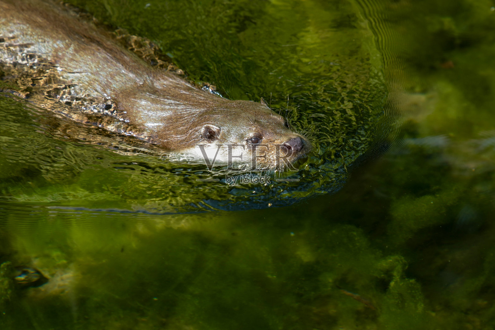 水道中一只水獺的景象照片摄影图片