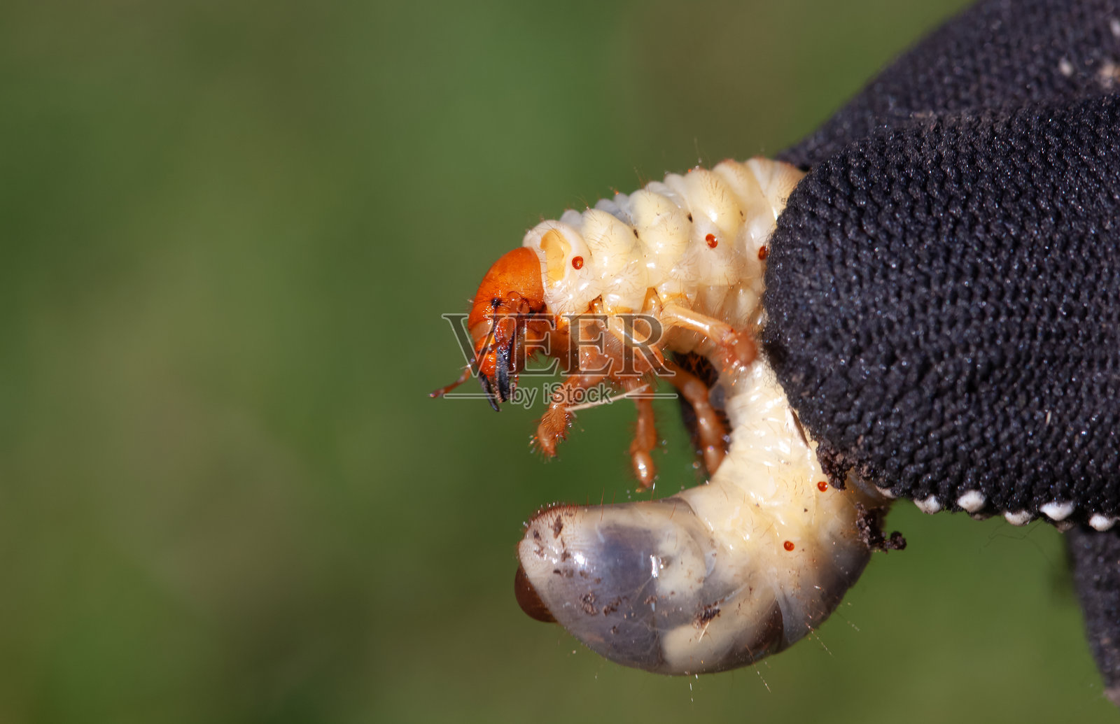 园丁发现了被金龟子损坏的花 bulbs。照片摄影图片