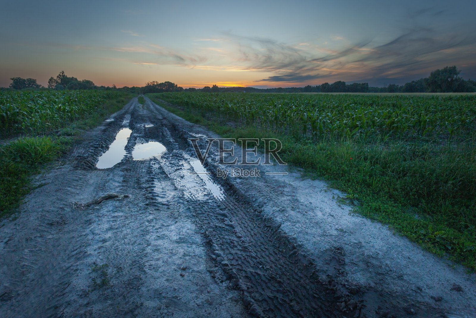 黄昏时分的泥土小路，路边有水坑和玉米田照片摄影图片