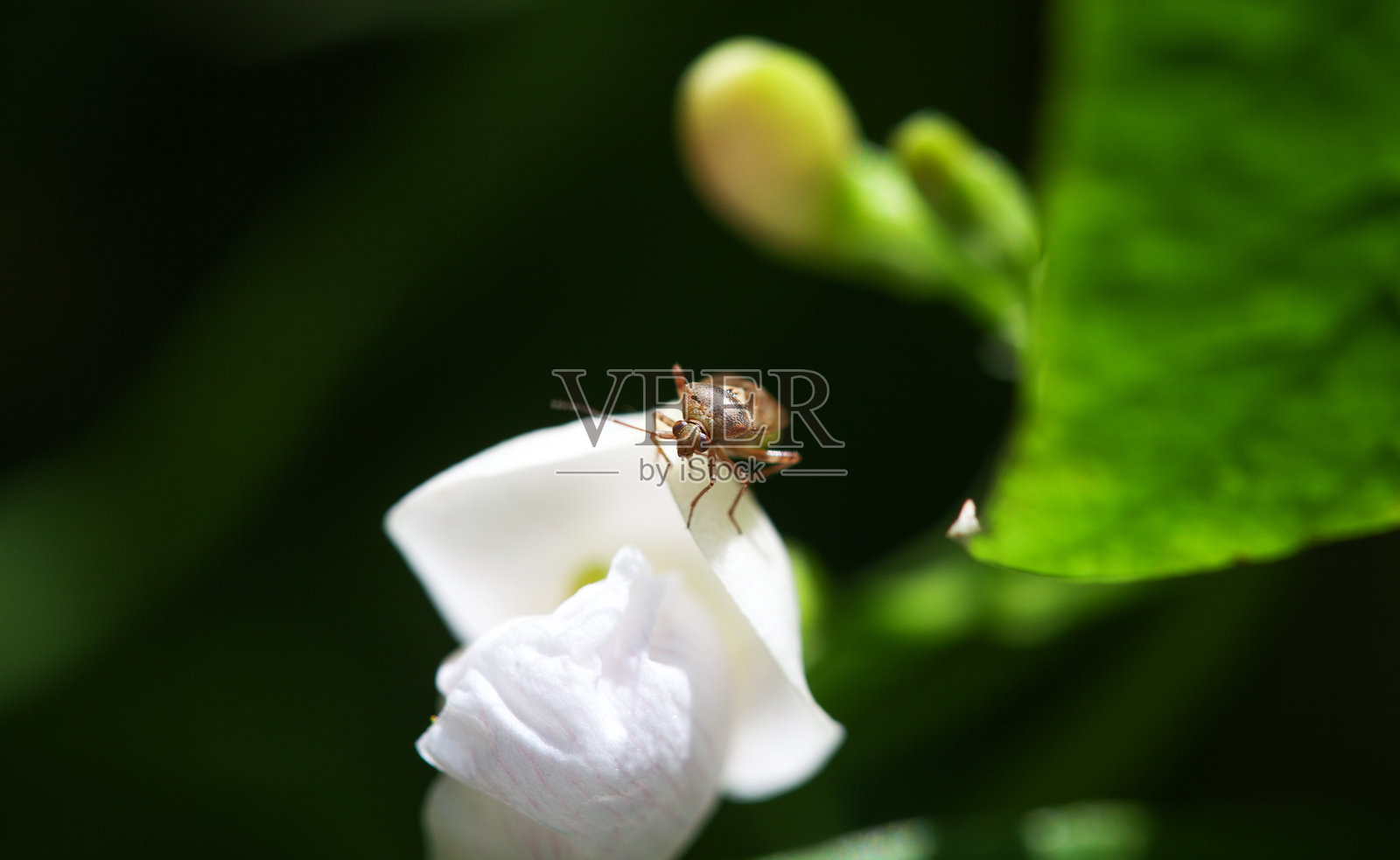 花园里的开花豆。种植红豆照片摄影图片
