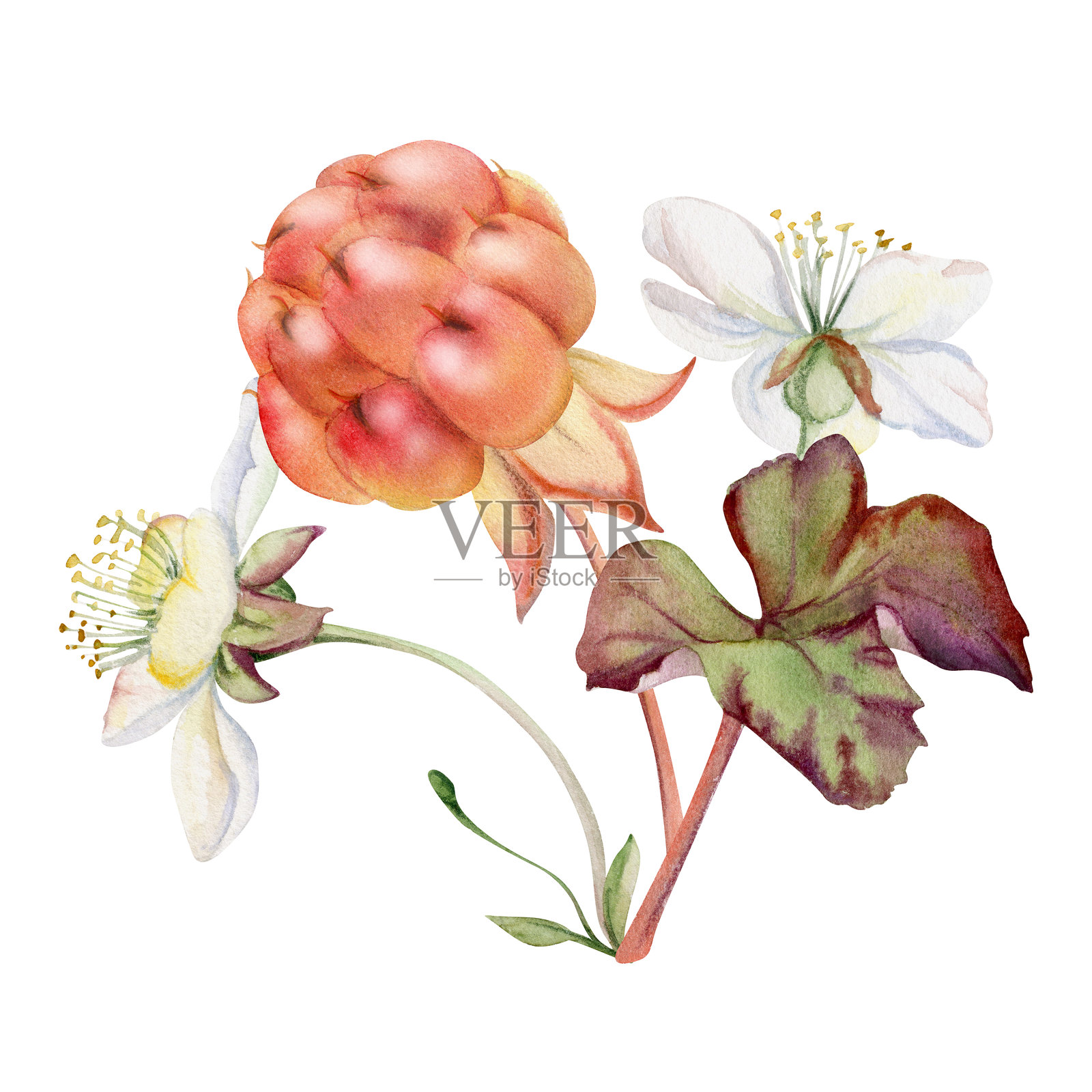 云莓和覆盆子，带有白色花朵，成熟的斯堪的纳维亚森林浆果，手绘水彩风格。独立的花束植物插图。餐厅、甜品咖啡馆菜单、农贸市场。插画图片素材