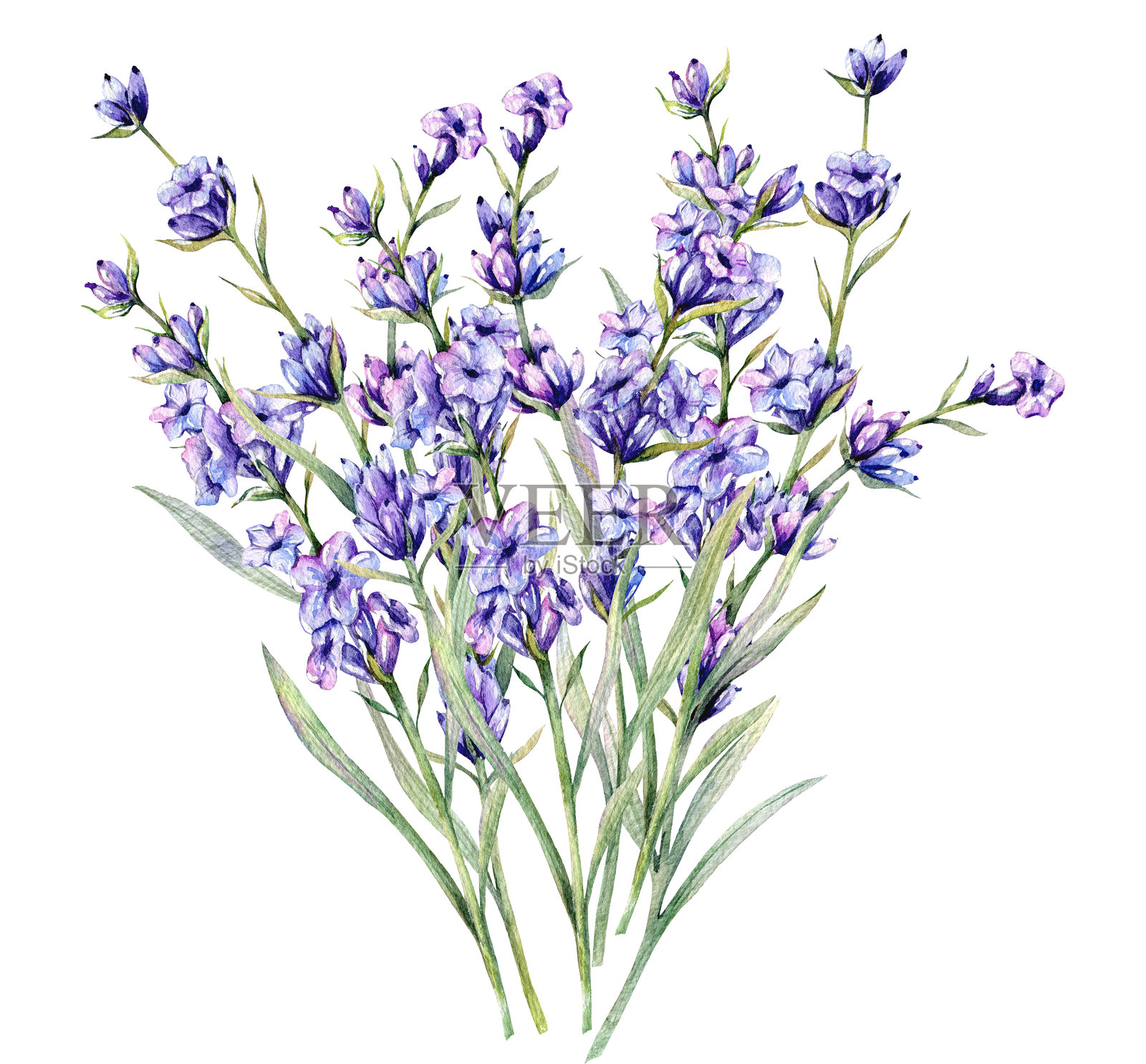 薰衣草水彩插图。手绘的薰衣草枝条，独立展示。薰衣草花背景。薰衣草的水彩画。紫色花卉水彩。优雅的花卉设计模板。插画图片素材