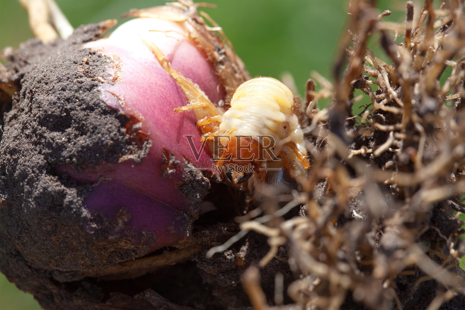 园丁发现了被金龟子损坏的花 bulbs。照片摄影图片