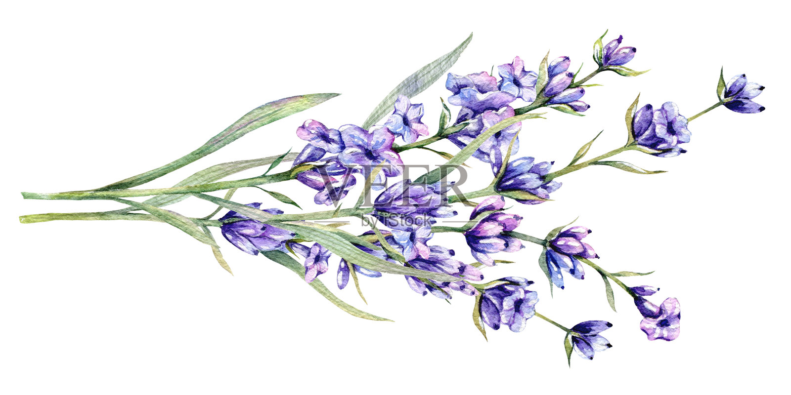 薰衣草水彩插图。手绘的薰衣草枝条，独立展示。薰衣草花卉背景。薰衣草水彩画。紫色花卉水彩。优雅的花卉设计模板。插画图片素材